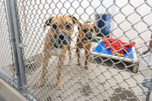 Canine adoption center reports increase in animal intakes